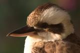 Kookaburra