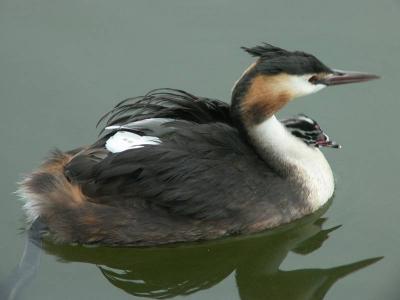 Grebe and young