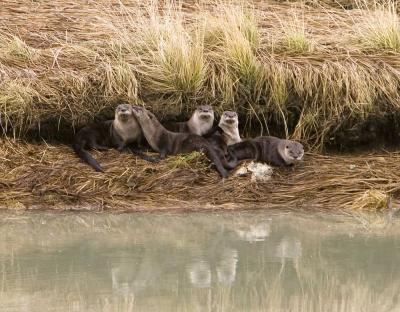 Family of river otters