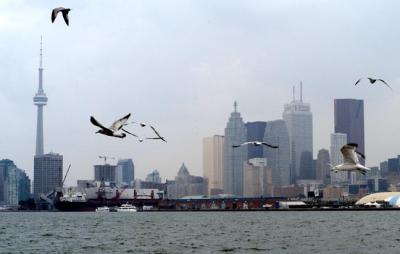 Toronto skyline with birds