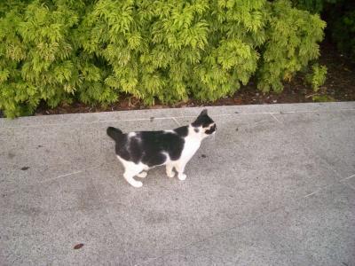 cat2005-08-23 011.JPG