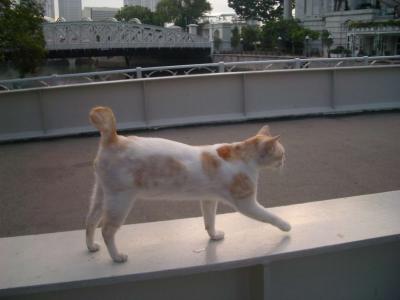 cat2005-08-23 012.JPG