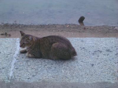 cat2005-08-23 027.JPG