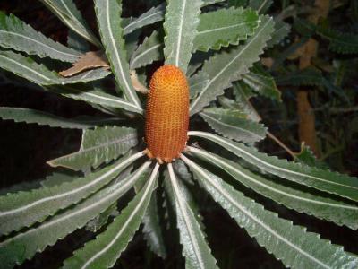 Flower(Banksia)2005-09-13 032.JPG