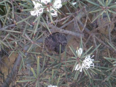 Flower(DaggerHakea)2005-09-16 017.JPG