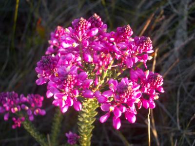 Flower(Pink) 048.JPG