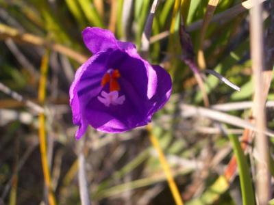 Flower(PurpleFlag) 040.JPG