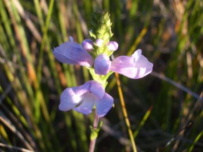 Flower(SunOrchid)2005-09-13 045.JPG