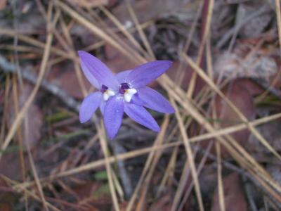 Flower(WaxlipOrchid) 085.JPG