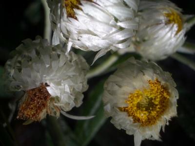 Flower(WhitePaperDaisy) 093.JPG