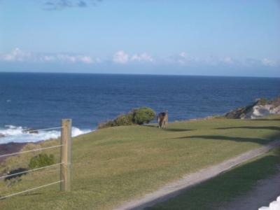 v3/84/507384/3/49709250.Kangaroo013.jpg