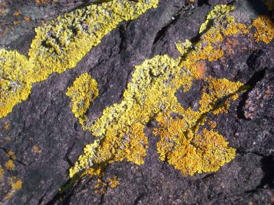 Lichen 067.JPG