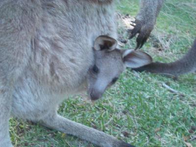 fauna @ Berrara, New South Wales