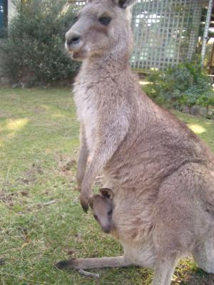 Wallaby+JoeyBerraraBeachSept2005 094.JPG