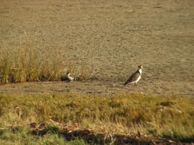 MaskedPlover&ChickPICT0014.JPG