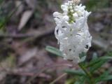 Flower(white)BerraraBeachSept2005 009.JPG