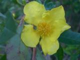flower(yellowCreeper)MysteryBay2005-09-18 035.JPG