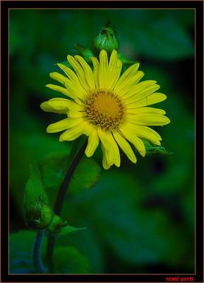 DSC_5254cra.jpg