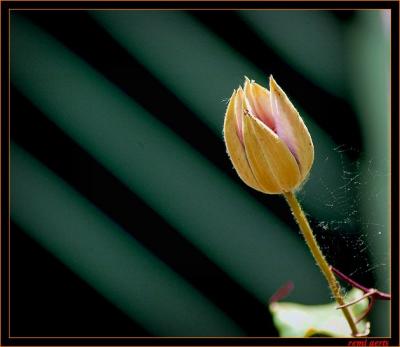 DSC_5289cra.jpg
