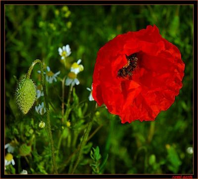 DSC_5369cr.jpg