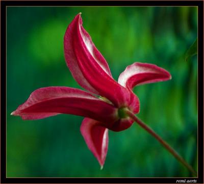 DSC_7099 .