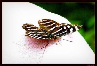 vlinder3