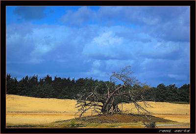 de veluwe 011