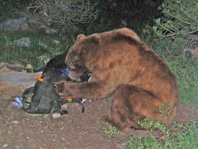 bearcan't encounters the big bear