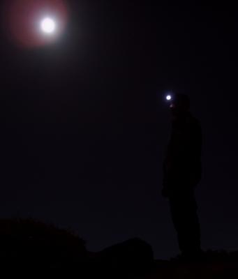 elephant at night