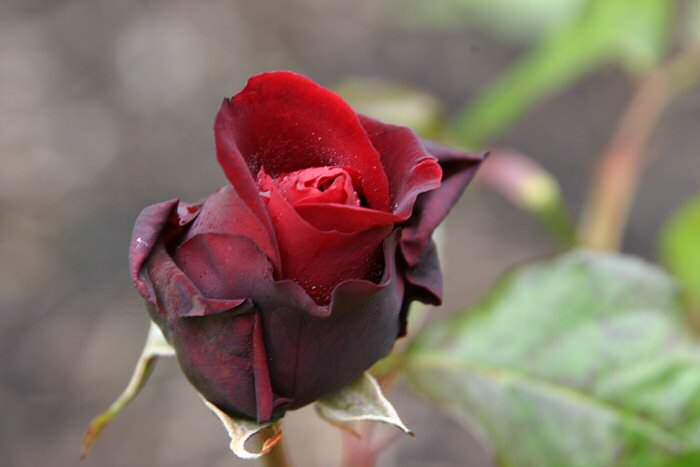 Rosa Cv. Scarlet Knight