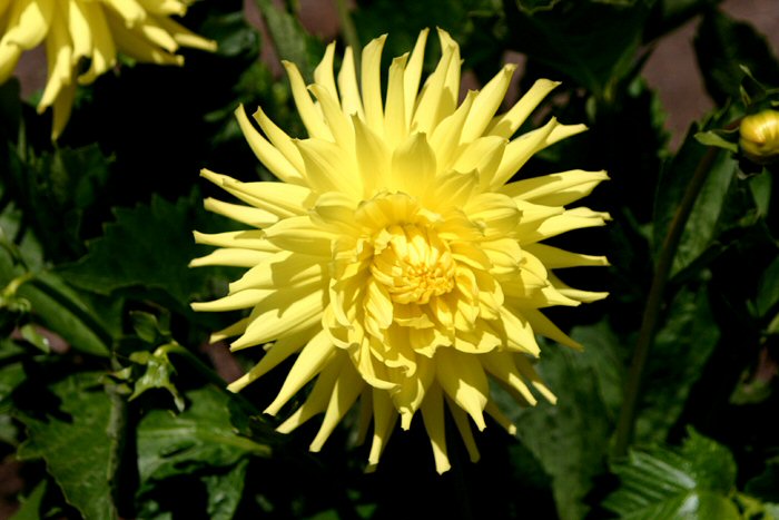 Chimicum Juilia
