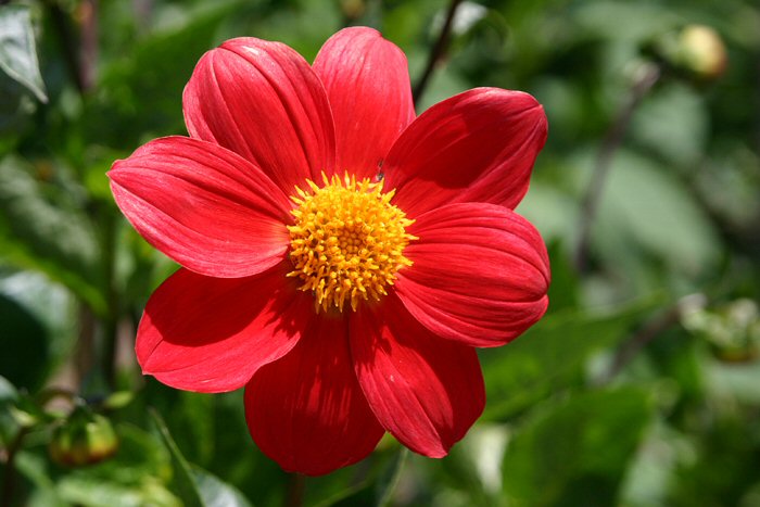 Delta Red