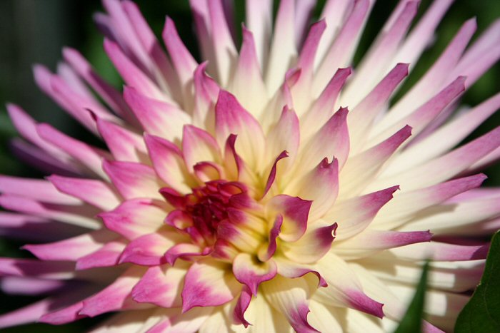 Pink Jupiter