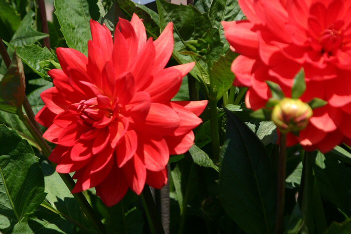 Taratahi Ruby