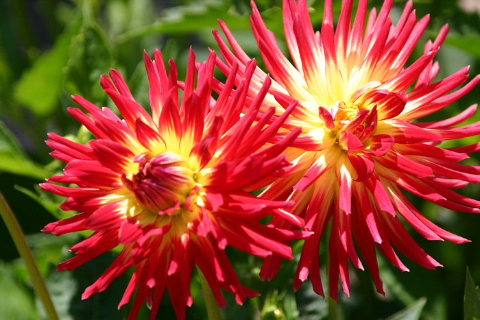 Weston Spanish Dancer