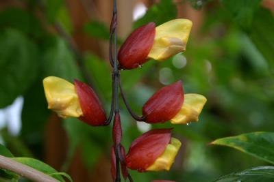 Conservatory of Flowers