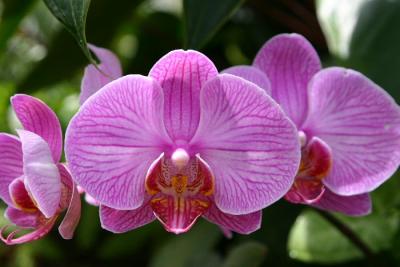 Conservatory of Flowers