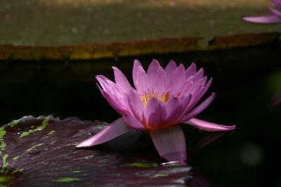 Conservatory of Flowers