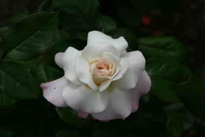 Pristine