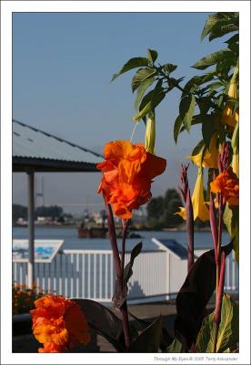 NEW WESTMINSTER TO PITT LAKE BOAT CRUISE GALLERY