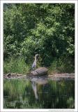 GREAT BLUE HERON RESERVE