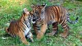 Tiger cubs @ NZ