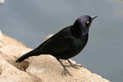 Brewer's Blackbird