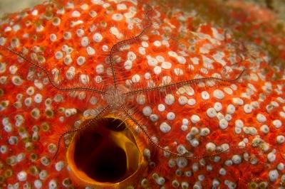 Sponge Brittle Star