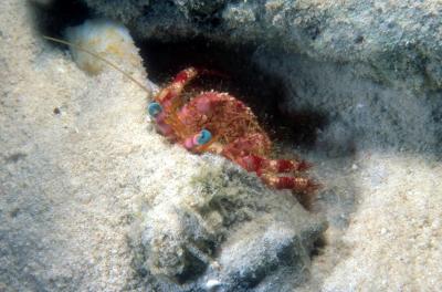 Stareye Hermit Crab