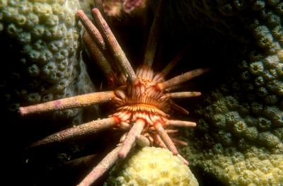 Slate-Pencil Urchin