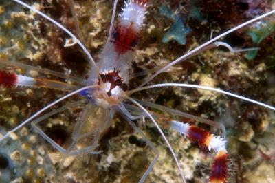 Banded Coral Shrimp