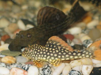 Latest Fish Photos