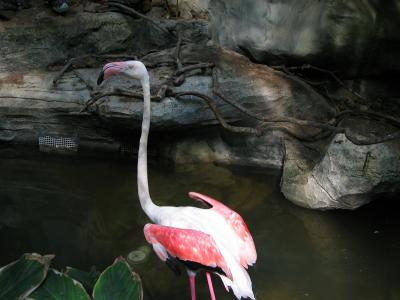 Flamingo