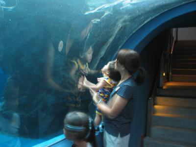 At the Aquarium underwater tunnel